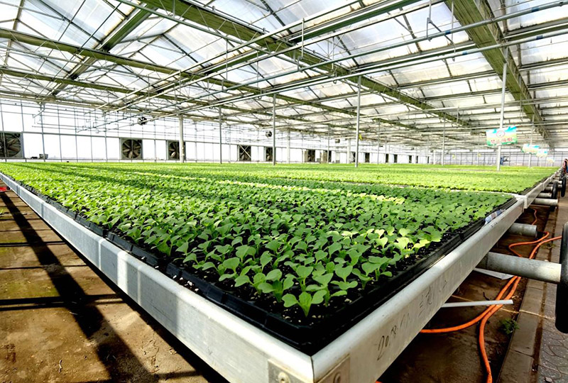 智能温室大棚解决方案