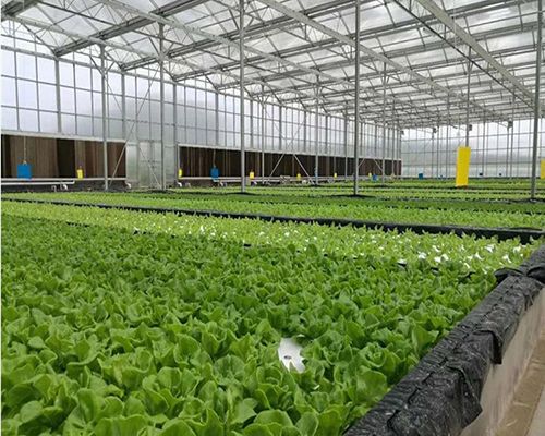 连栋阳光板大棚建设