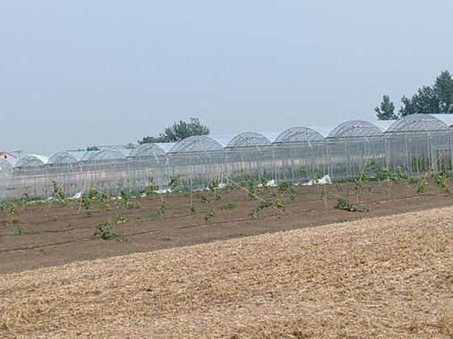 江苏徐州双拱双膜葡萄温室